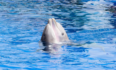dolphins in love