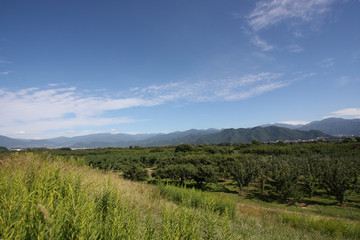 Naklejka premium 信州の果樹園