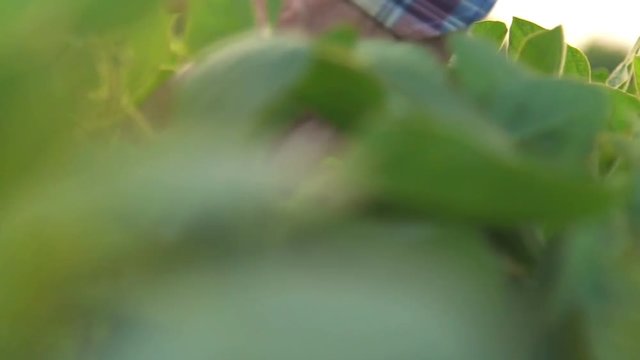 Green leaves of soy bean in hand.