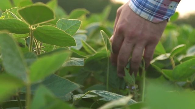 Green leaves of soy bean in hand.