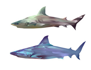 Fototapeta premium Two sharks on a white background