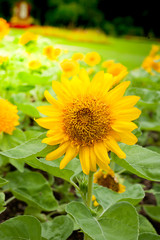 Sunflower field