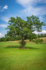 Fototapeta na wymiar North American Oak Tree