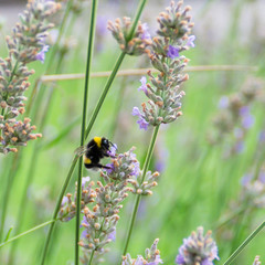 Bumblebee collects nectar on lavender
