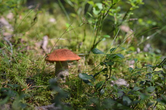Съедобный гриб в лесу