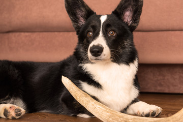 Dog breed Welsh Corgi Cardigan