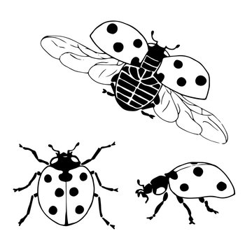 Vector set of ladybugs. Hand drawing ladybugs