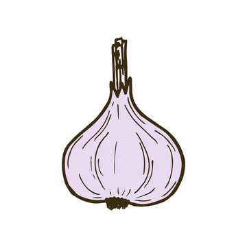 Vector illustration of hand drawing garlic. Vector garlic head