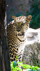 Tiger in a cage in a zoo in Thailand. a natural fit were fed