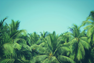 Coconut palm trees at tropical beach vintage filter
