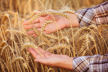 Women's hands in the ripe ears of wheat. Close-up. Horizomtal. Unrecognisable person