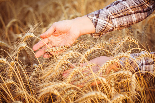 Women's hands in the ripe ears of wheat. Close-up. Horizomtal. Unrecognisable person