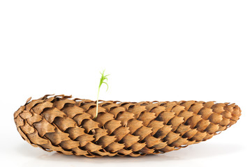 Fototapeta premium Spring pine tree sprout seed from pinecone isolated