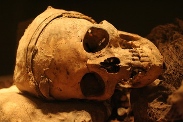 Real human ancient scull