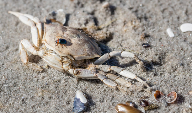 ostseekrabbe