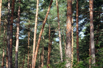 Pine forest. Orange tree trunks are full of sun light