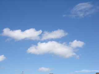 Obraz premium pędzący pies