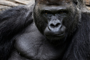 Gorilla