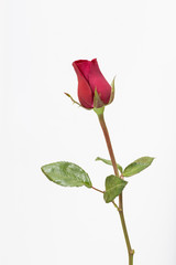 Obraz premium Red rose on white background.