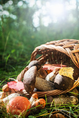 harvest brown cap boletus in a basket
