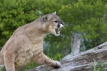 Raamstickers Snarling Mountain Lion © dssimages