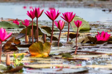 Crédence de cuisine en verre imprimé Nénuphars A vast lake full of water lilies of Talay Noi Wetlands, Phatthalung, Thailand