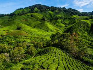 Panele Szklane Podświetlane  Plantacja herbaty na górze w Cameron Highlands, Malezja