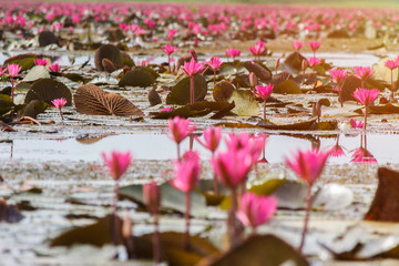 A vast lake full of water lilies of Talay Noi Wetlands, Phatthalung, Thailand