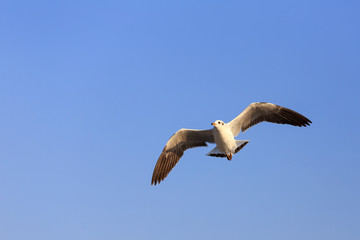 Seagull flying on the sky.