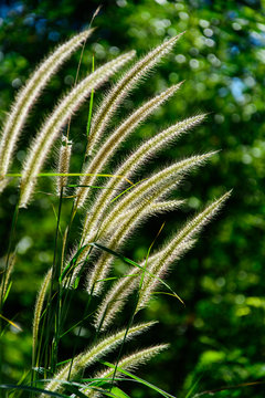 Setaria geniculata ,Knotroot foxtail Slender pigeongrass
