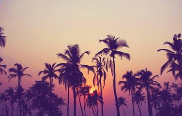 Fototapeta Silhouette of palm trees at sunset, vintage filter obraz