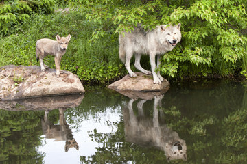 Mother wolf and pup with reflections in lake water