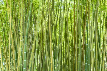 Crédence de cuisine en verre imprimé Bambou foret de bambou