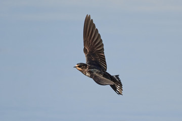 Barn swallow (Hirundo rustica)