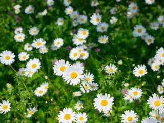 Margeriten im Fr&uuml;hling