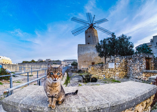 Maltese cat with traditional windmill in the background. Focus o