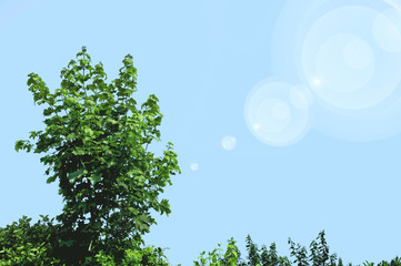 Tree landscape against a blue sky with lens flare