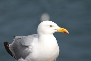 goélands argentés en bretagne