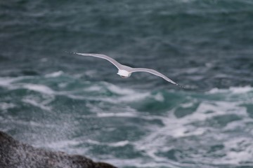 goélands argentés en bretagne
