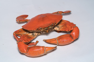 Steamed Crab Isolated on white background
