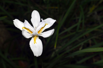 White lily with morning dew.