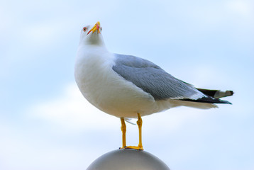 Seagull by the sea