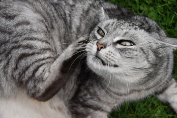 Naklejka na ściany i meble Tabby gray cat was scratching his chin.