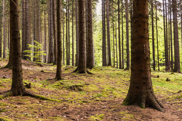 Naklejka premium Nadelwald