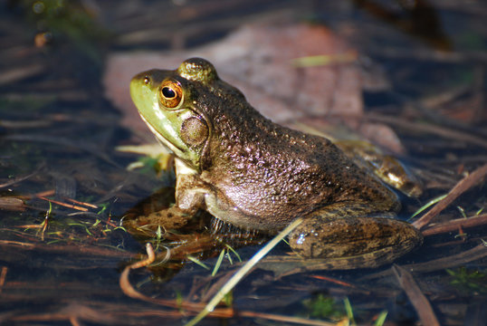 Amazing Toad Macro