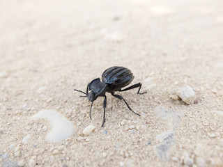 Escarabajo negro caminando por el desierto