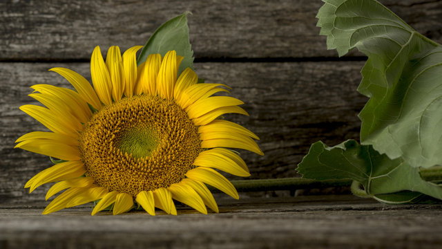 Single mammoth sunflower bloom on wooden table