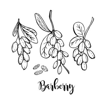 Hand drawn barberry stems in vector