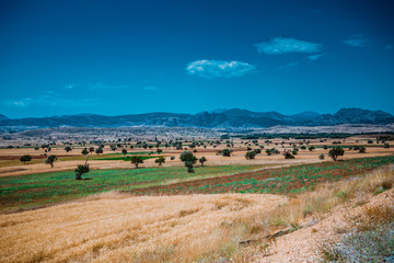 Fototapeta premium farmland in konya