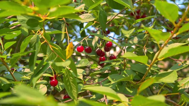 ripe cherries hanging on a tree